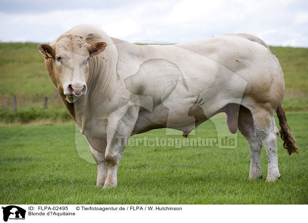 Blonde dAquitaine / FLPA-02495